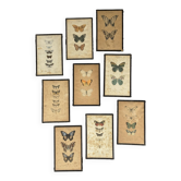Set of nine antique frames of decorative butterfly prints.
