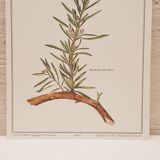 Lavender botanical board