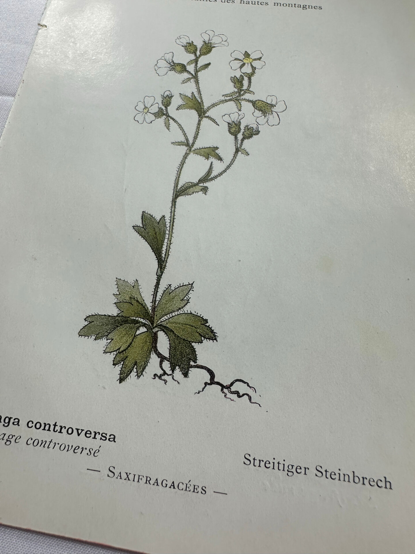 Old botanical plate of French flowers, double-sided.