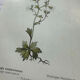 Old botanical plate of French flowers, double-sided.