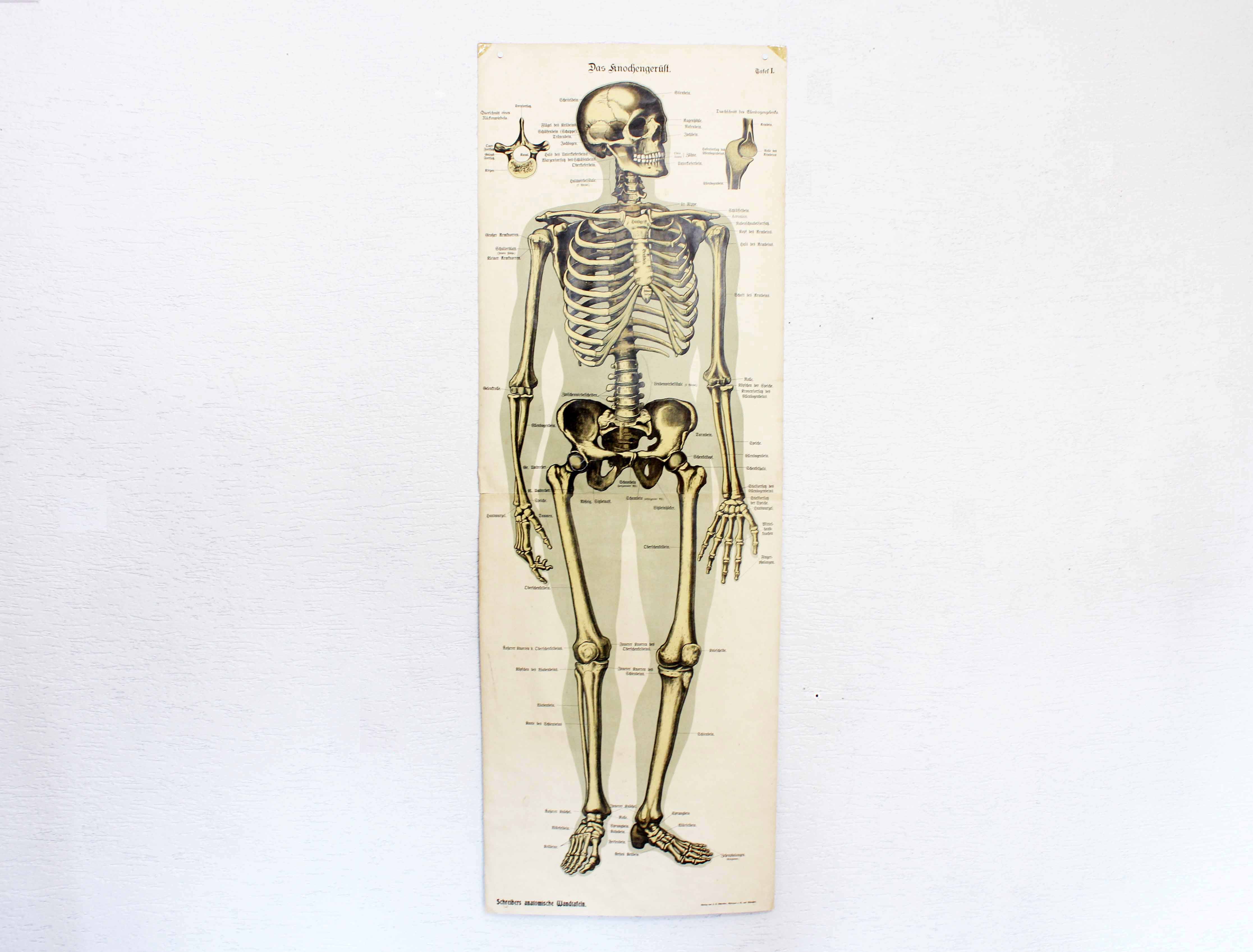 Anatomy poster XIXeme