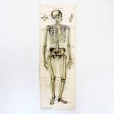 Anatomy poster XIXeme