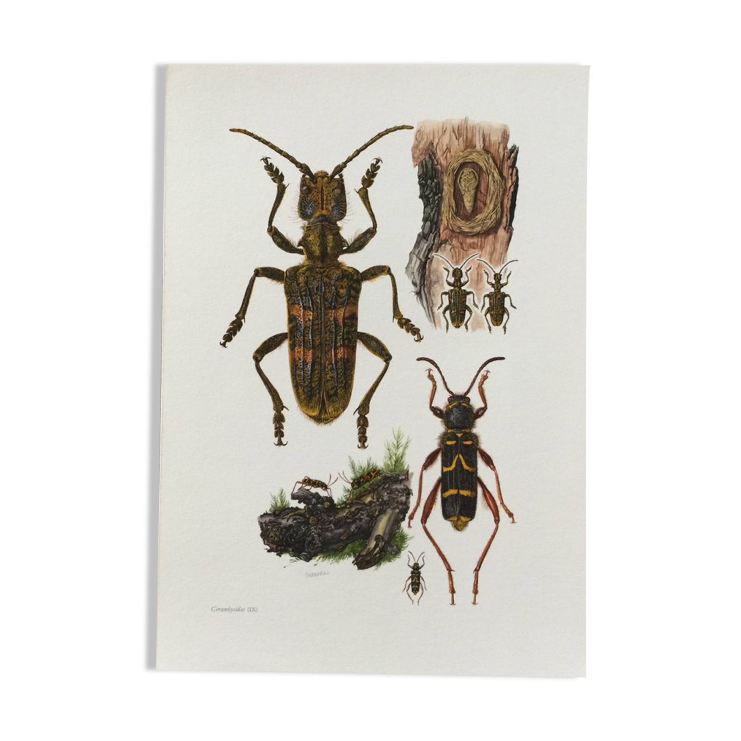 Old illustration "insects", 1960s