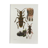 Old illustration "insects", 1960s