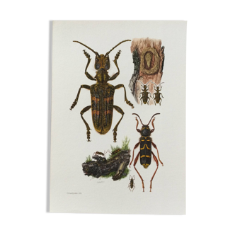 Old illustration "insects", 1960s