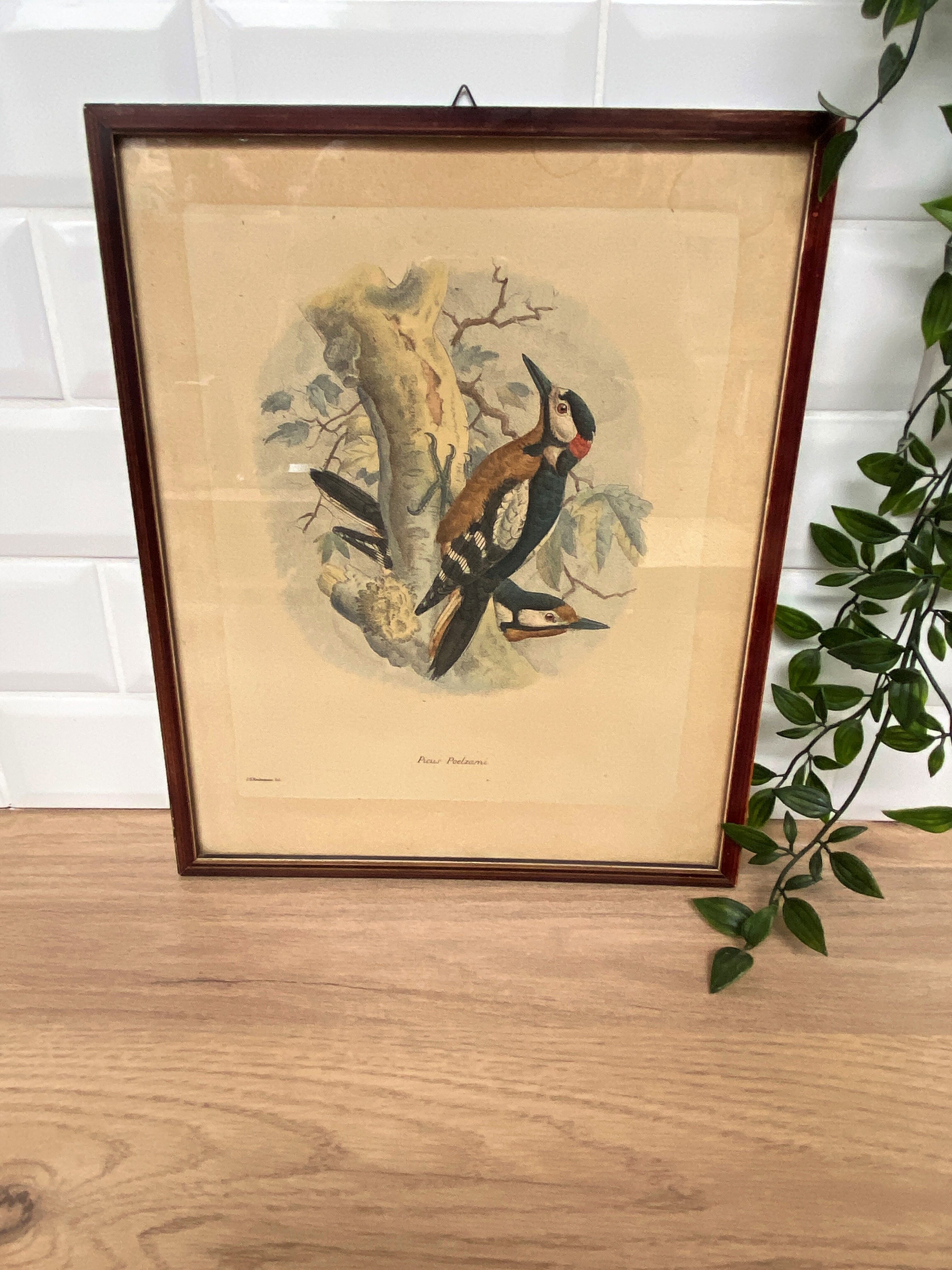 Ornithological print J.G. Keulemans "Picus Poelzami"