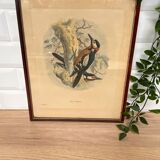 Ornithological print J.G. Keulemans "Picus Poelzami"