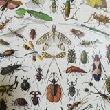 Lithograph on insects from 1928