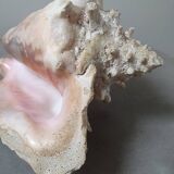 Giant shell