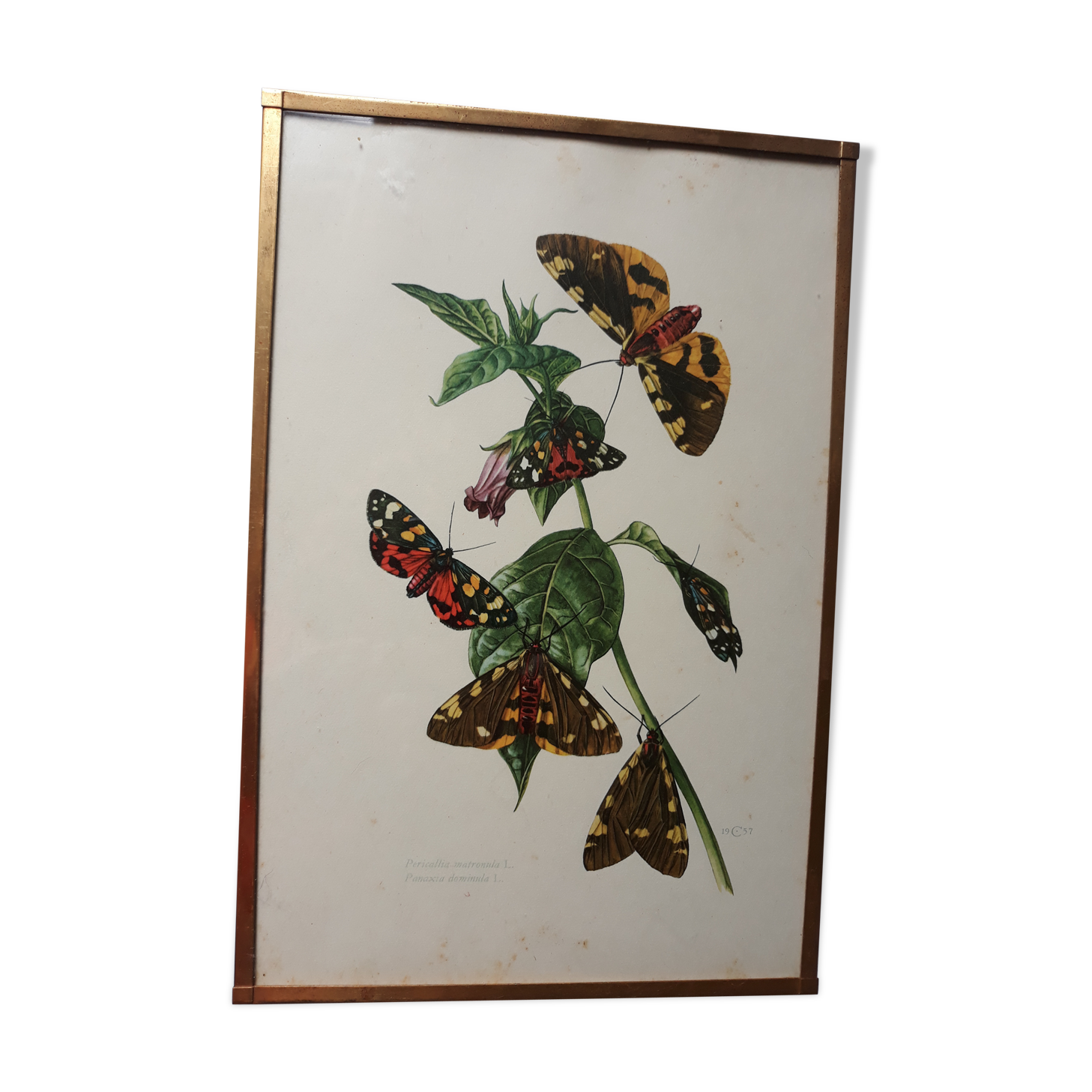 Ancient butterflies brass frame