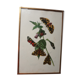 Ancient butterflies brass frame