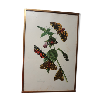 Cadre ancien papillons