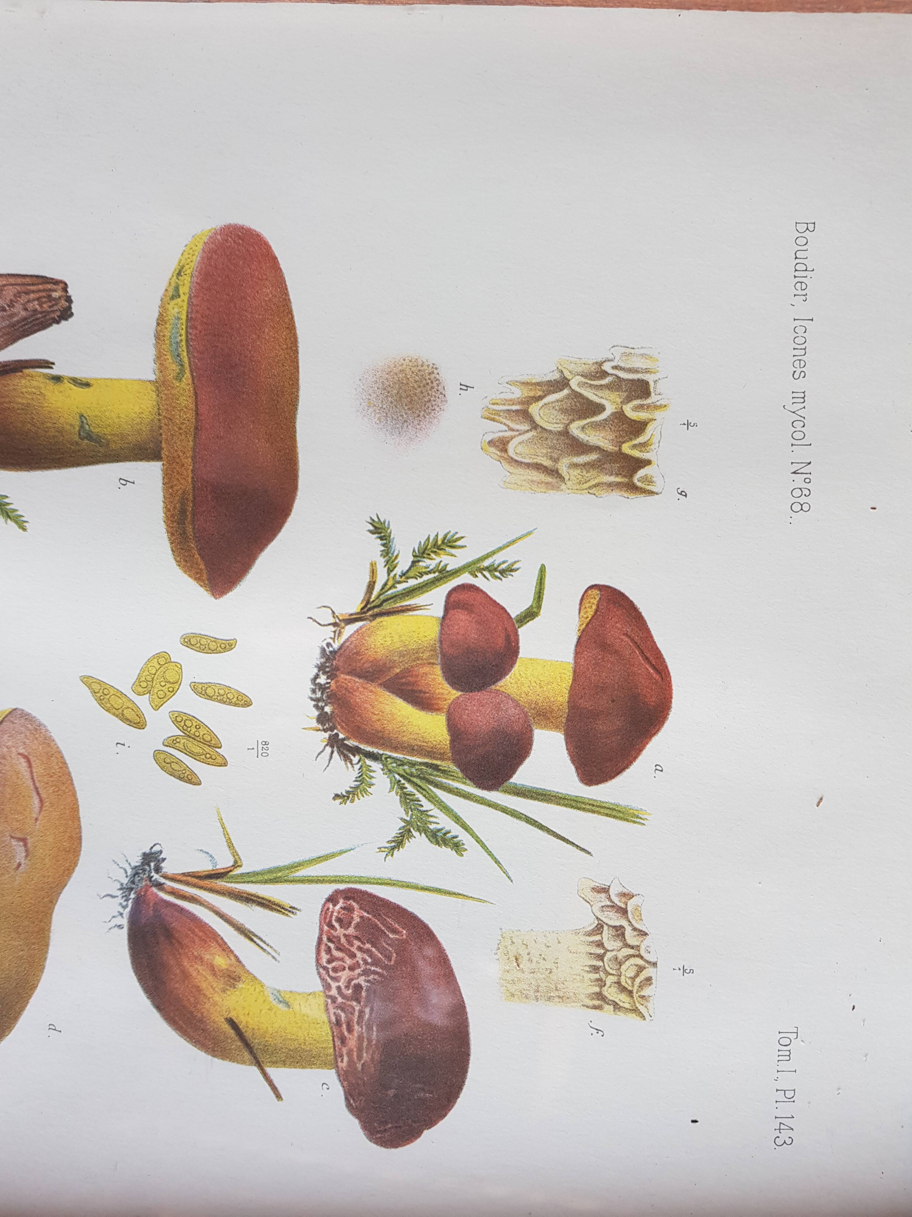 Mycological board under frame "Emile Boudier " 1910