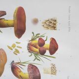 Mycological board under frame "Emile Boudier " 1910