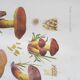 Mycological board under frame "Emile Boudier " 1910