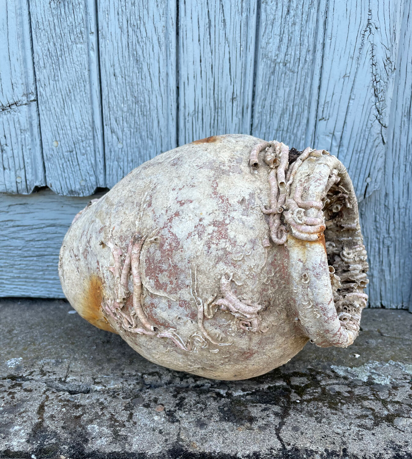 Terracotta octopus trap from the 19th century