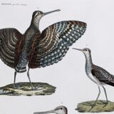 Engraving 4 Birds - Original plate of the "Chalcography of the Louvre" - Plover and Knight