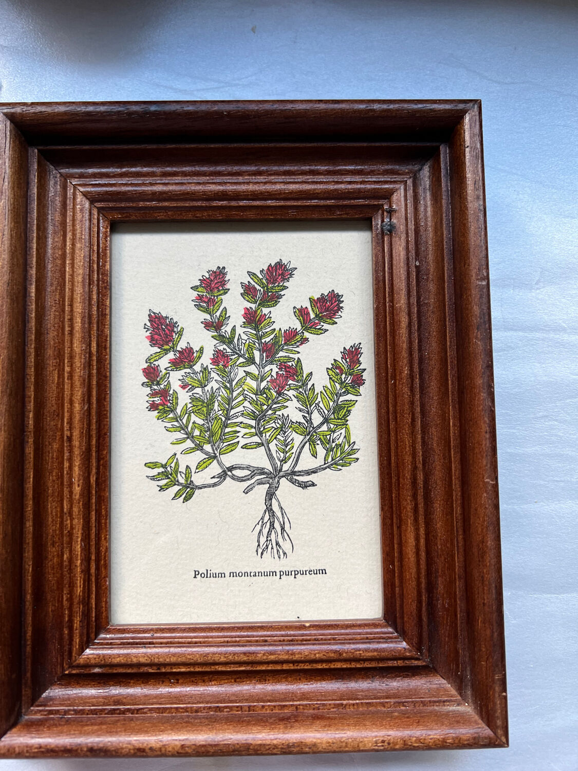 Botanical poster Polium montanum purpureum
