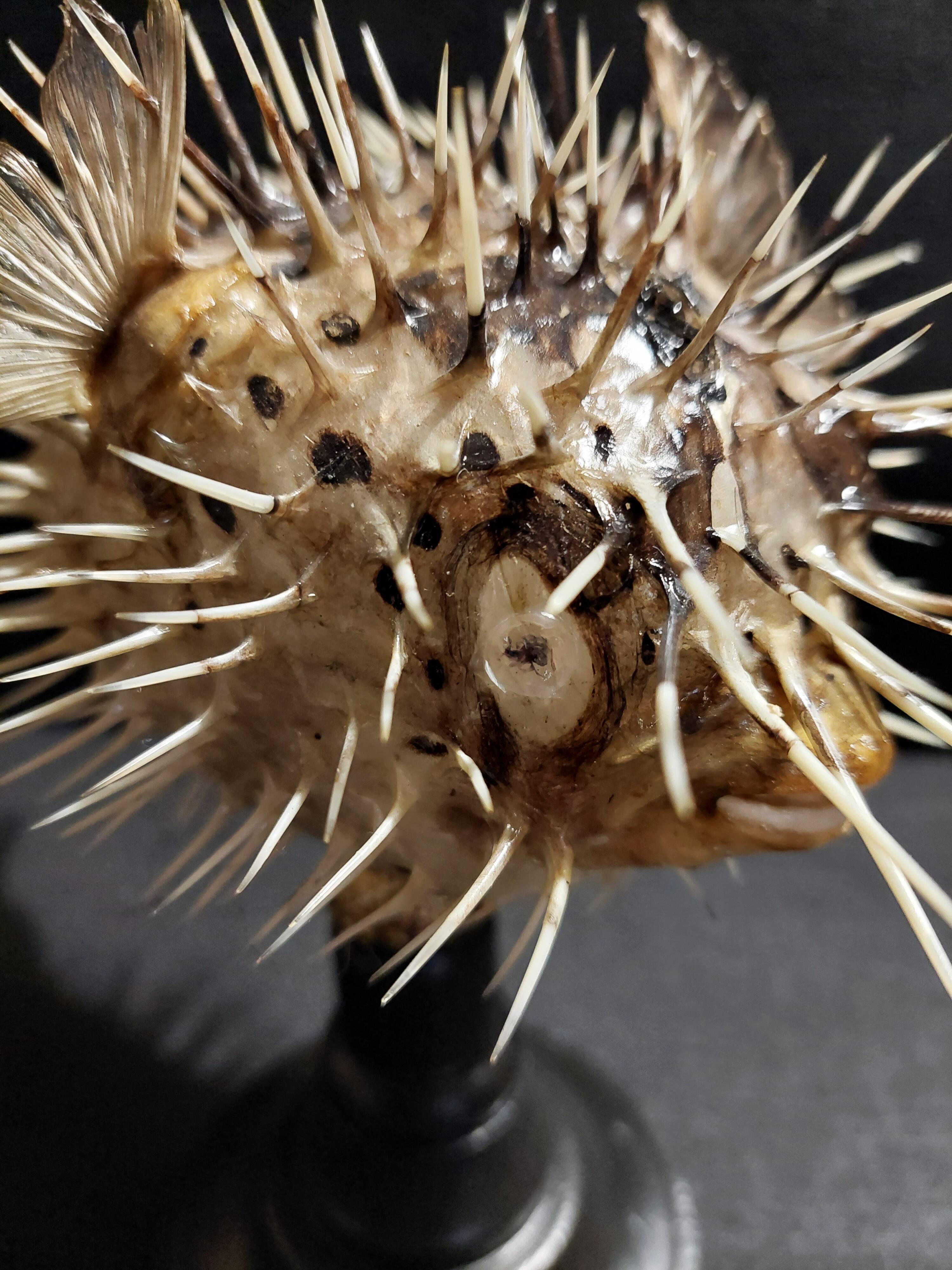 Cabinet of Curiosities naturalized fish diodon holocanthus on base