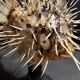 Cabinet of Curiosities naturalized fish diodon holocanthus on base