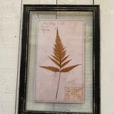 Herbarium frame "fern n°2"