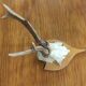 Vintage deer hunting trophy massacre on light varnished wooden shield
