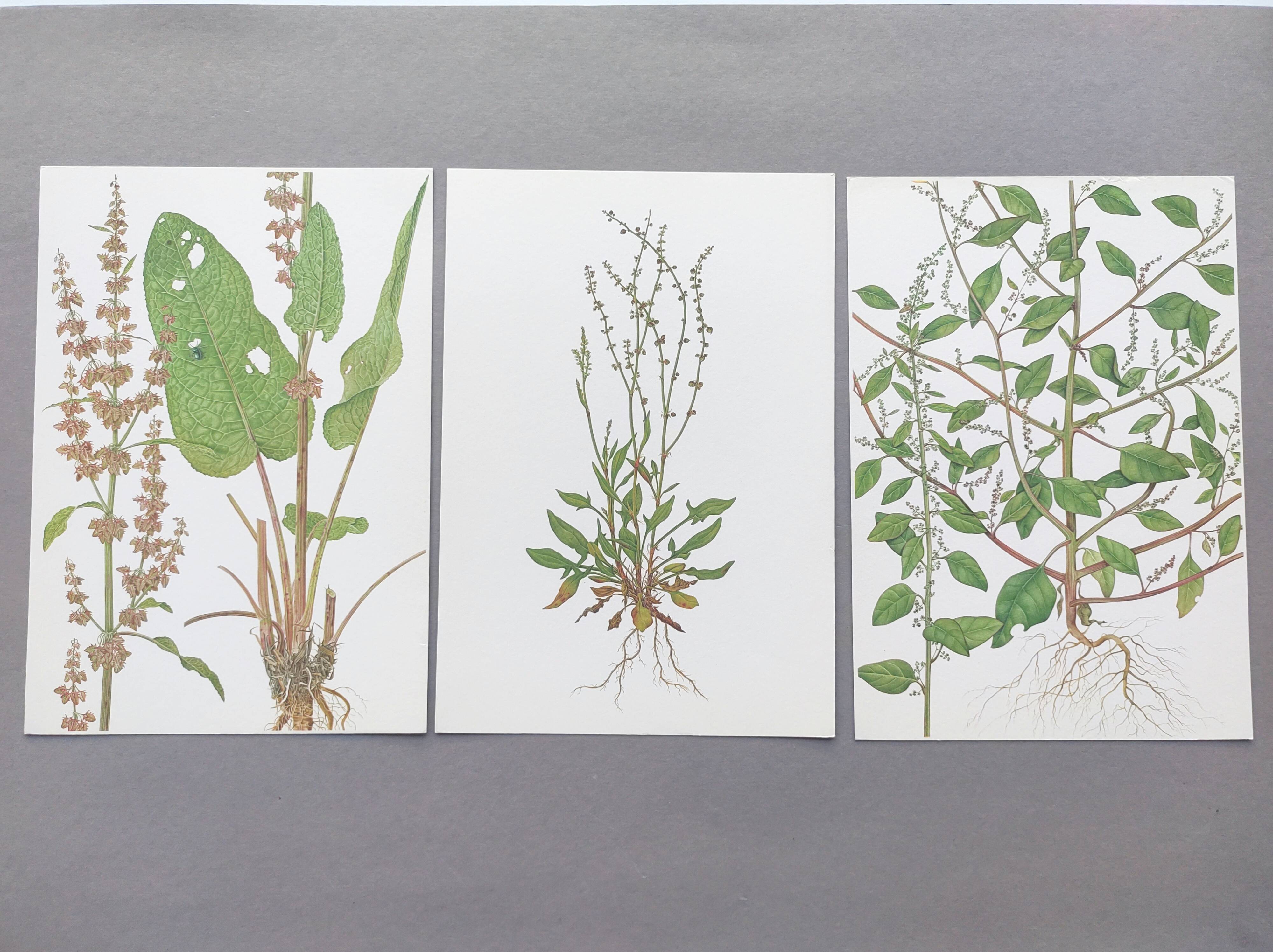 Lot de 3 planches botaniques vintage de 1978 - dont Oseille à feuilles obtuses - Gravure de plantes
