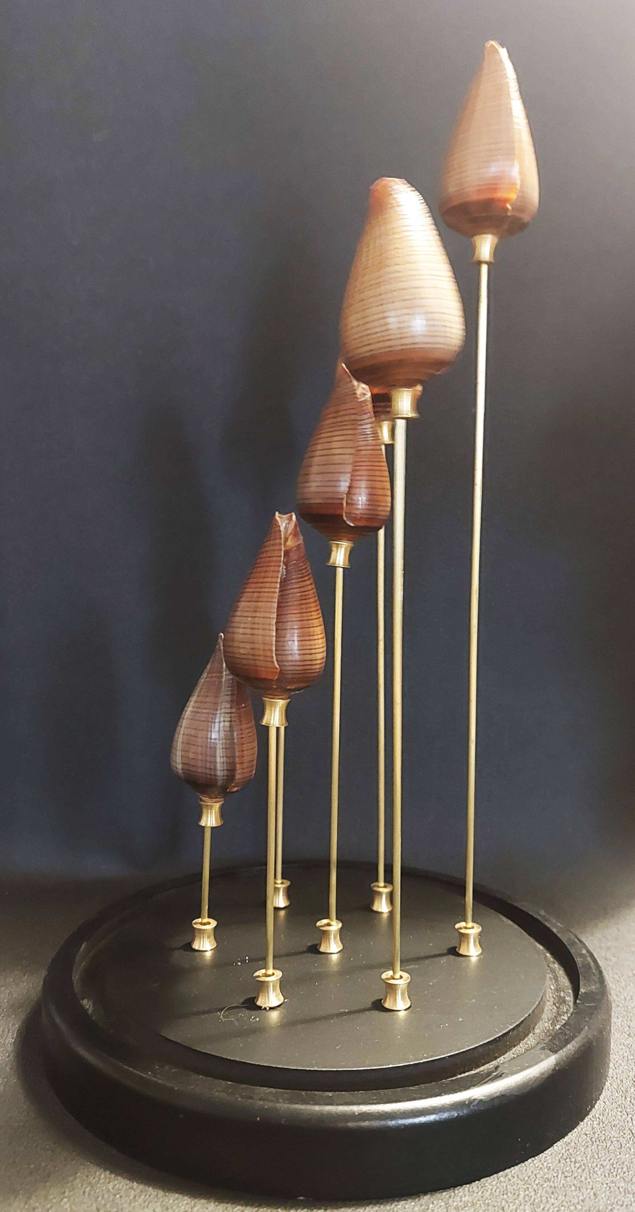 Cabinet of Curiosities globe with conus figulinus shells