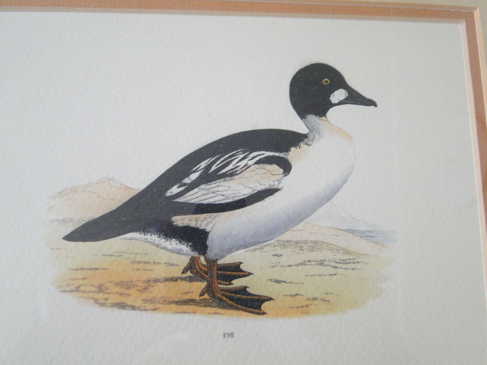 Eider duck painting reproduction old engraving
