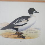 Eider duck painting reproduction old engraving