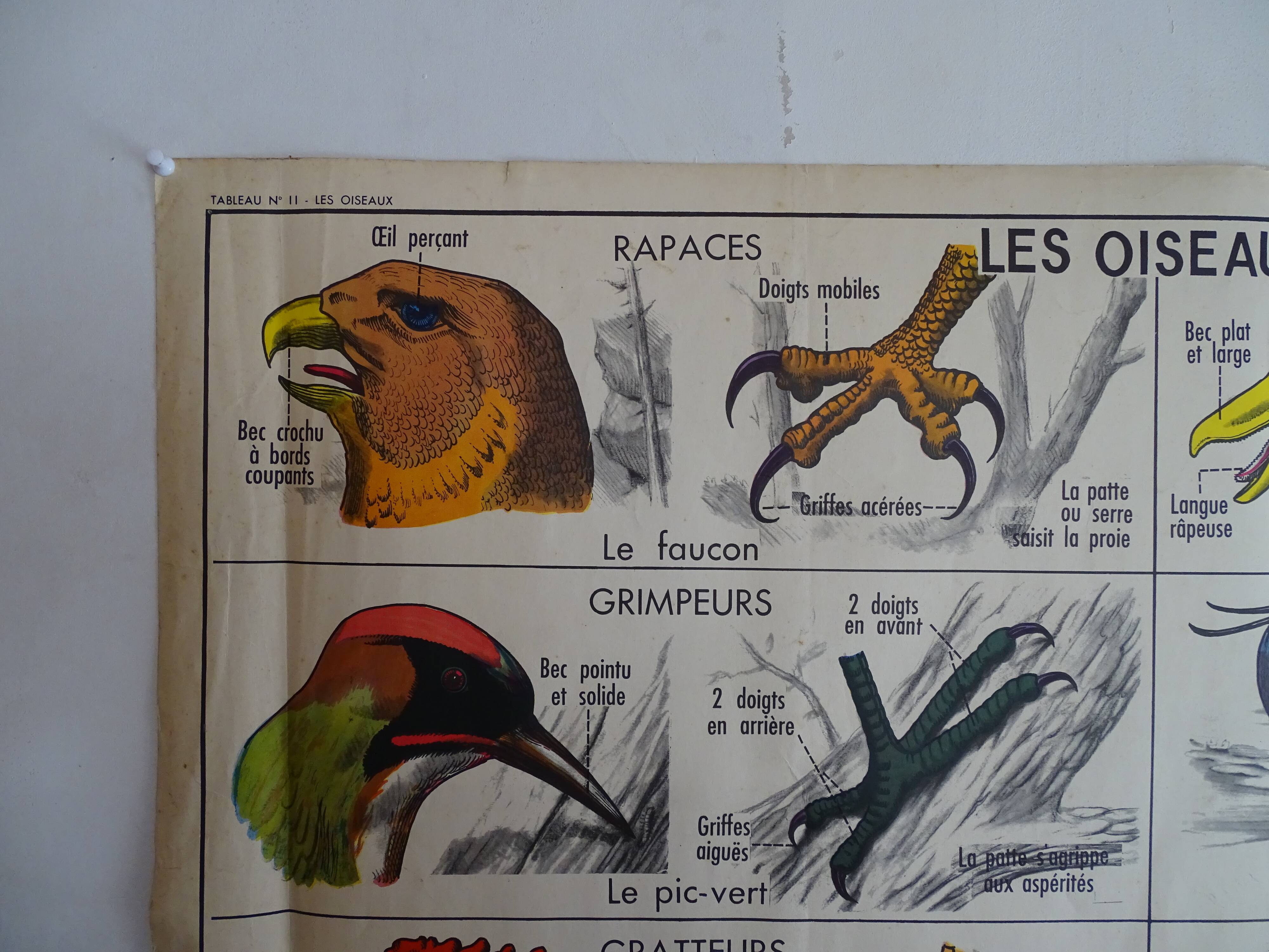School poster on both sides anatomy batracians and birds . MDI.1964