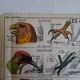 School poster on both sides anatomy batracians and birds . MDI.1964