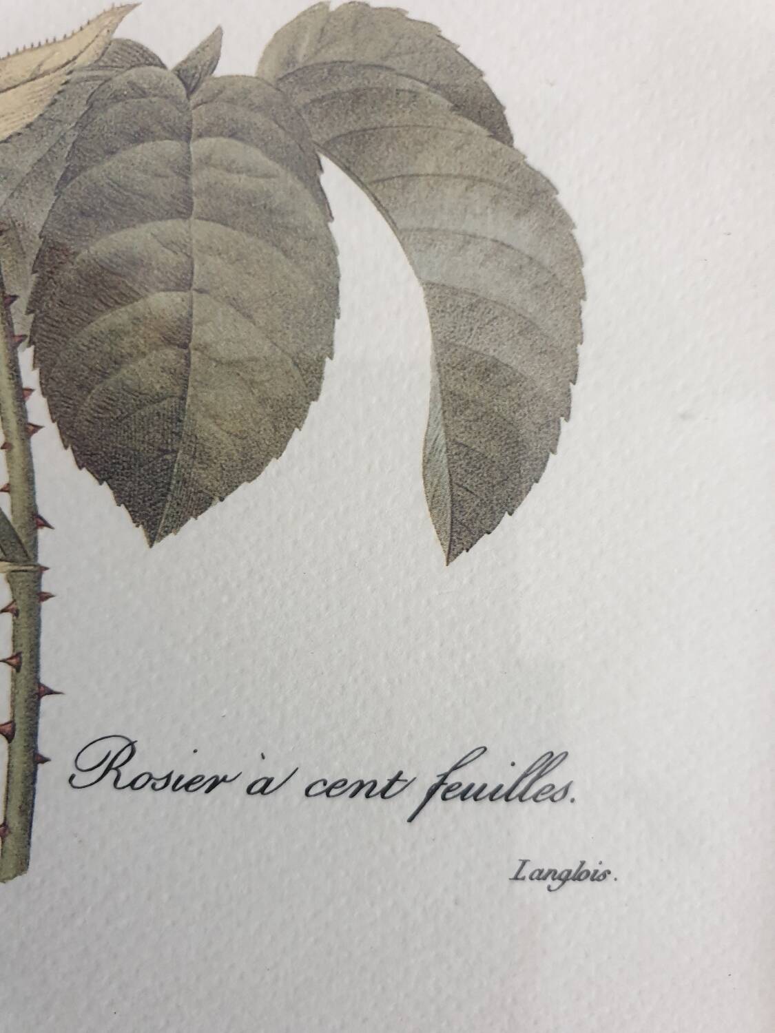 Redouté rose botanical plate framed