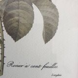 Redouté rose botanical plate framed