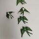 Batch of green swallows in ceramic