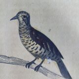 Original ornithological plate " Pic grand épeiche - Torcol - &c... Buffon (1837)