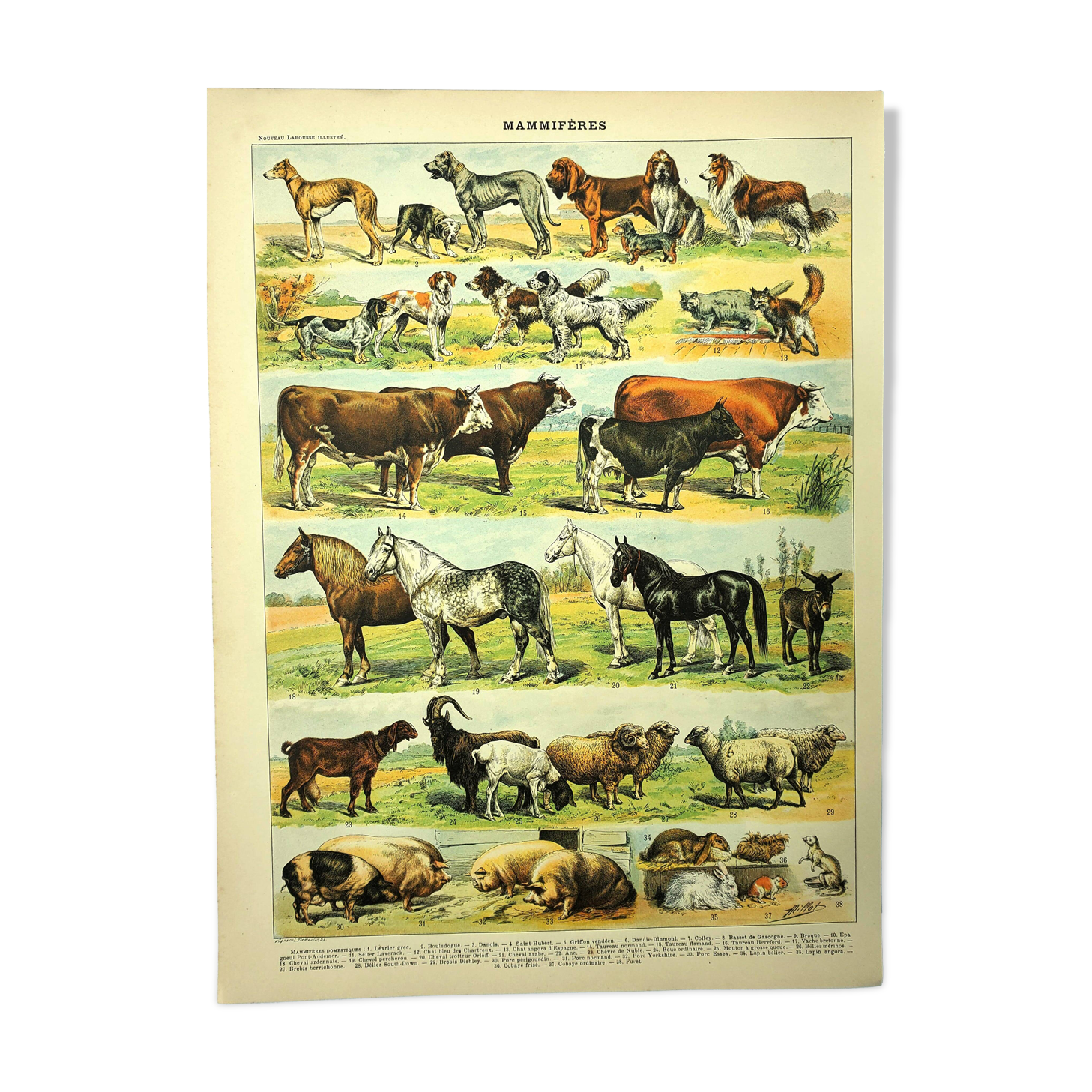 Antique engraving 1897 - Mammals 4, animals, zoology