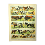 Gravure ancienne 1897 - Mammifères, animaux, zoologie