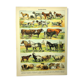 Antique engraving 1897 - Mammals 4, animals, zoology