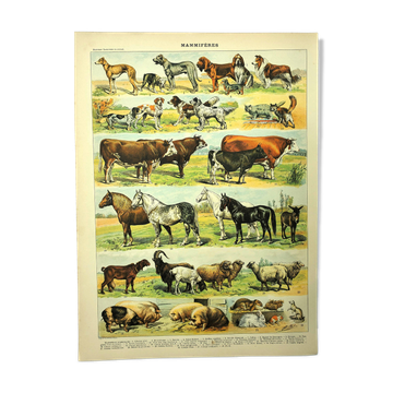 Antique engraving 1897 - Mammals 4, animals, zoology