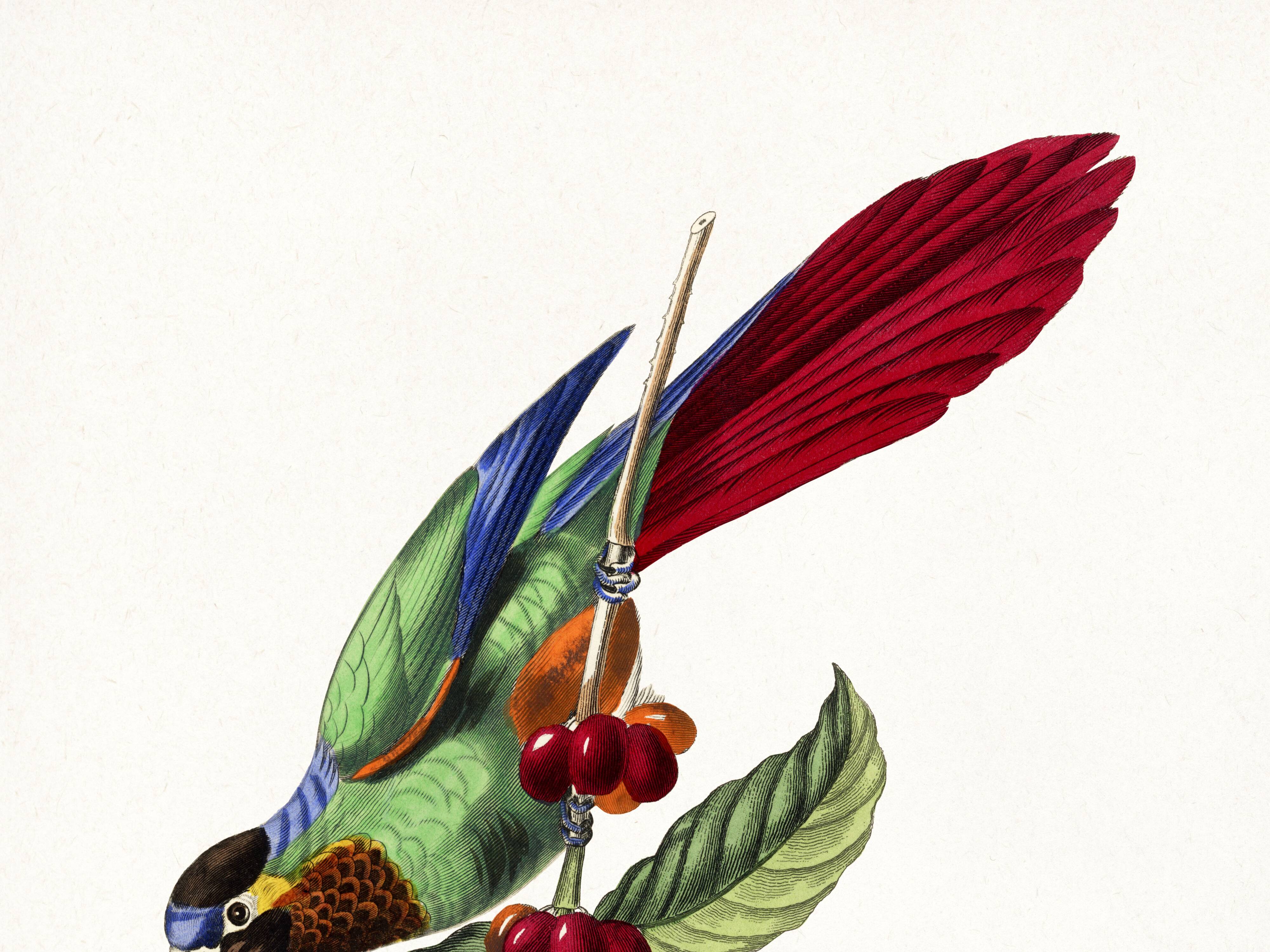 Poster about the parakeet, based on an old engraving from 1842.