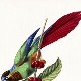 Poster about the parakeet, based on an old engraving from 1842.