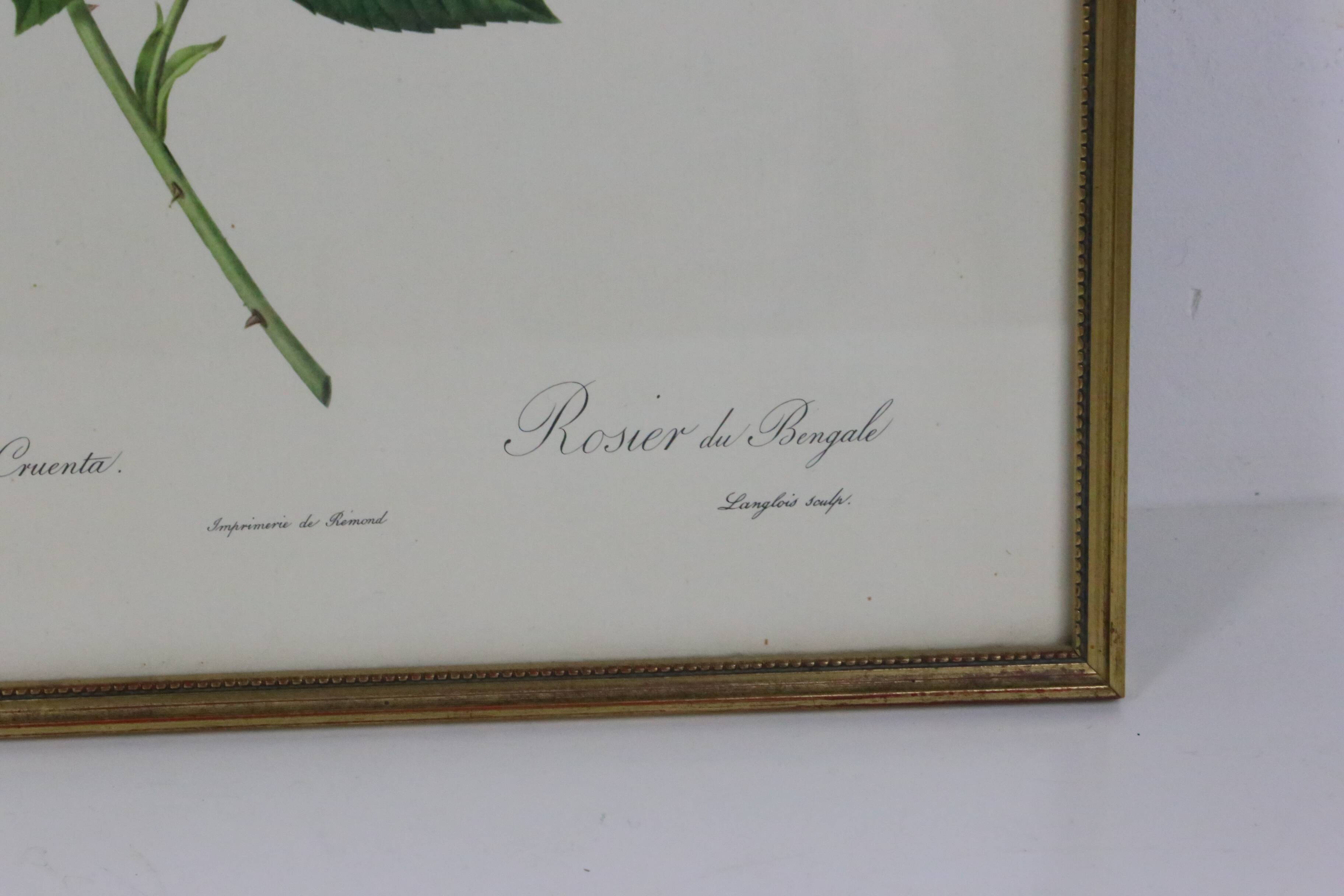 Large framed lithograph by Redouté