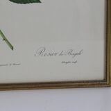 Large framed lithograph by Redouté