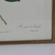 Large framed lithograph by Redouté