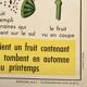 educational poster biology "The cherry" and "The poppy" 50s