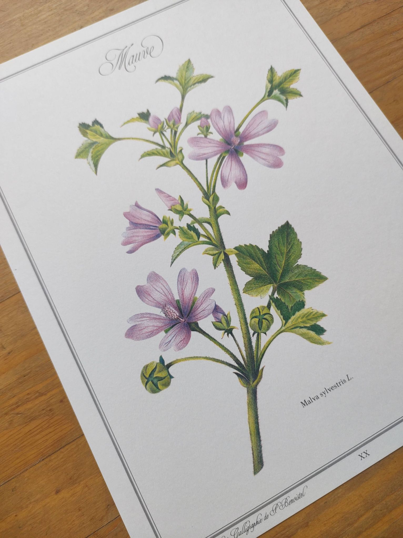 Botanical poster -Mauve- Illustration of medicinal plants and herbs by Michaud