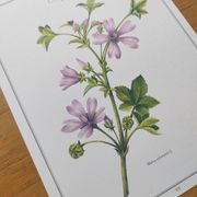 Botanical poster -Mauve- Illustration of medicinal plants and herbs by Michaud
