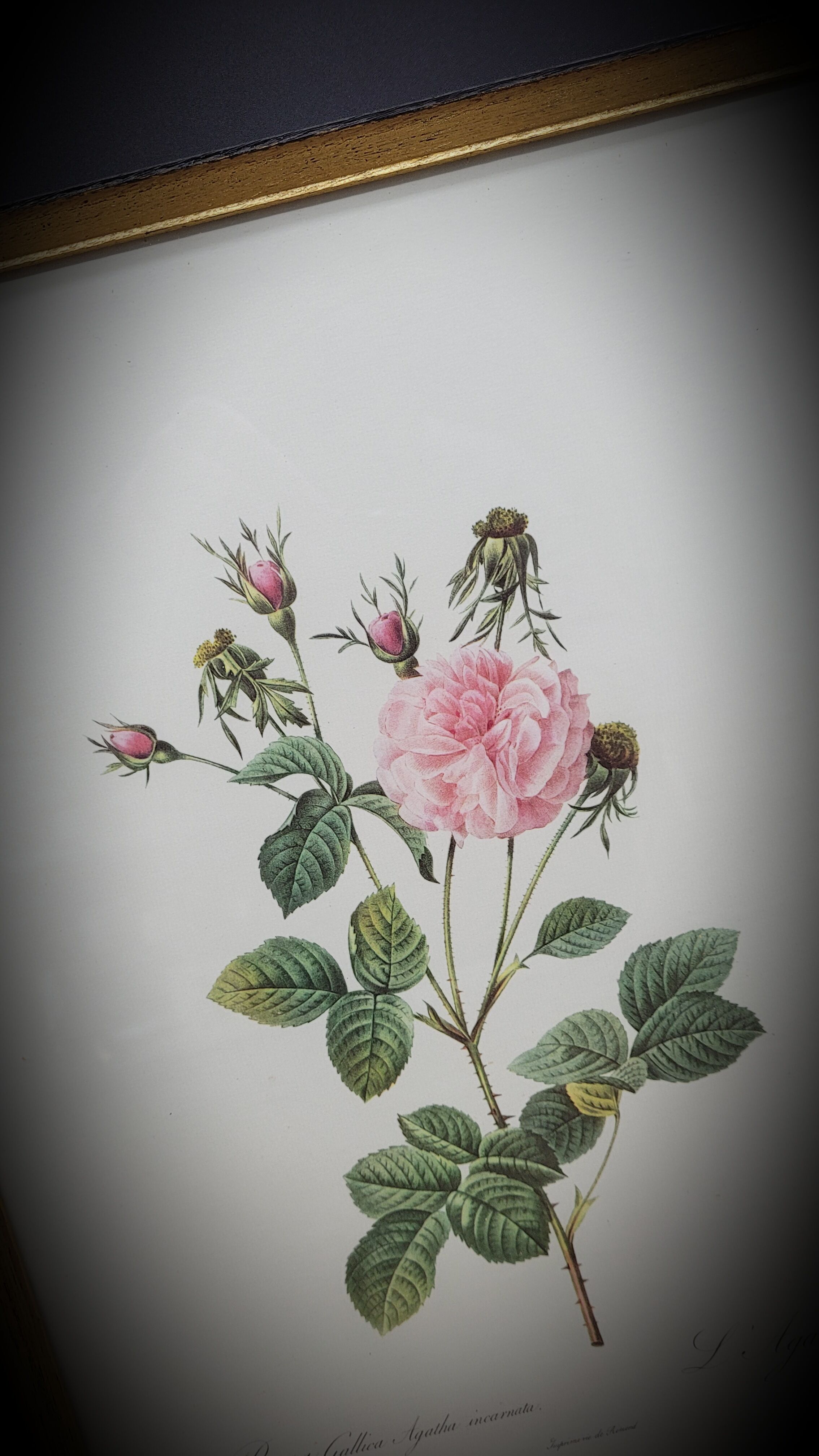 Lithograph under frame rose agathe meat