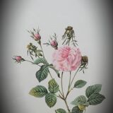 Lithograph under frame rose agathe meat